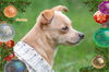 Chrissy/ADOPTED!