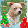 Chrissy/ADOPTED!