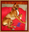 Donny/ADOPTED!!