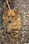 Jane Ayre-Adopted