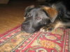 Scout-Adopted!