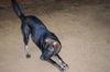 Scout-Adopted!