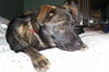 Scout-Adopted!