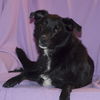 Charleen/ADOPTED!