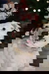 Traci Ann/ADOPTED!!