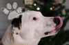 Traci Ann/ADOPTED!!