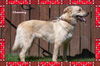 Channing/ADOPTED!!