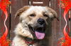 Channing/ADOPTED!!