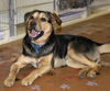 Buddy Has Gone Home!