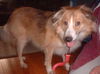 Suzy Q - Adopted!