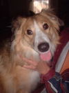 Suzy Q - Adopted!