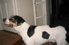 Duke-ADOPTED!!