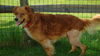 Aristotle-ADOPTED!!