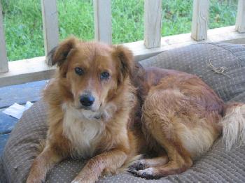 Aristotle-ADOPTED!!