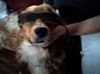Aristotle-ADOPTED!!