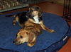 Buster Braveheart-ADOPTED!!