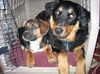 Buster Braveheart-ADOPTED!!