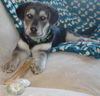 Buttons ADOPTED!