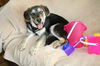 Buttons ADOPTED!