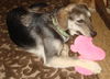Buttons ADOPTED!
