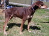 Devon/Already ADOPTED!!