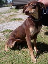 Devon/Already ADOPTED!!