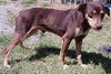 Devon/Already ADOPTED!!