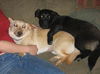 Mimi & Kiki-Adopted!