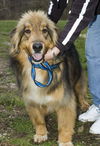 Bon Jovi-ADOPTED!!!