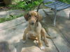 Bon Jovi-ADOPTED!!!
