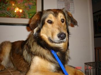 Cody-Adopted!