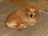 Bouncer-ADOPTED!!