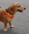 Bouncer-ADOPTED!!