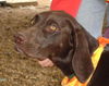 Trixie-ADOPTED!! 