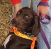 Trixie-ADOPTED!! 