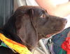 Trixie-ADOPTED!! 