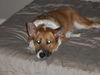 Ruby/ADOPTED!!