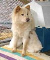 Coco - Adopted!
