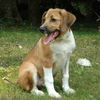 Copper-ADOPTED!!