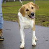 Copper-ADOPTED!!