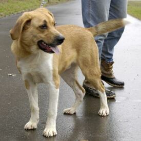 Copper-ADOPTED!!