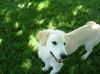 Ava - Adopted!