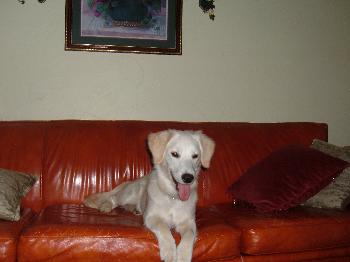 Ava - Adopted!