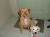 Ava - Adopted!