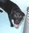 Lil Bear- ADOPTED!!