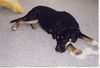 Juliet--ADOPTED