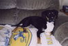 Juliet--ADOPTED