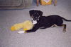 Juliet--ADOPTED