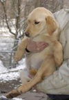 Jody-ADOPTED!!
