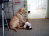 Jody-ADOPTED!!